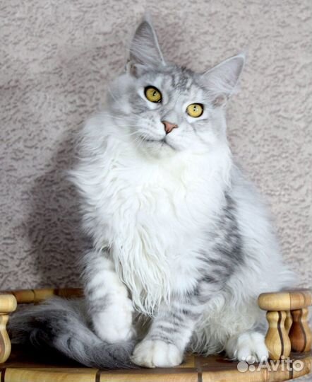 Серебряный мальчик мейн кун