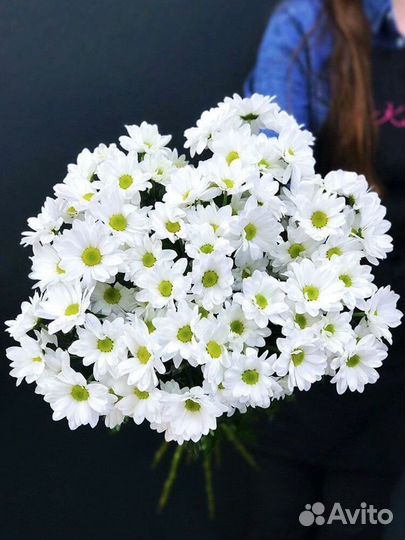 Хризантема Кустовая