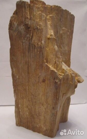 Окаменевшие дерево и коралл