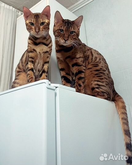 Бенгальские котята