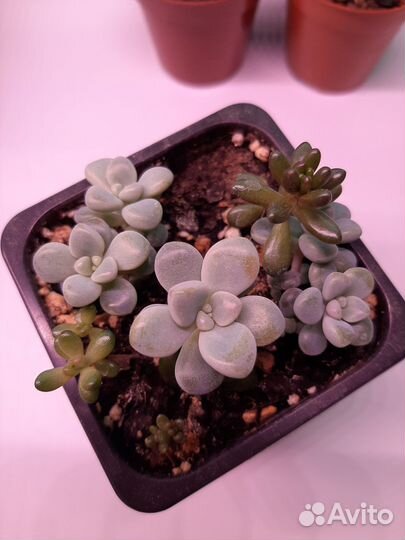 Суккуленты и кактусы