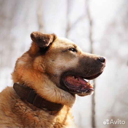 Собака Кохинор из приюта