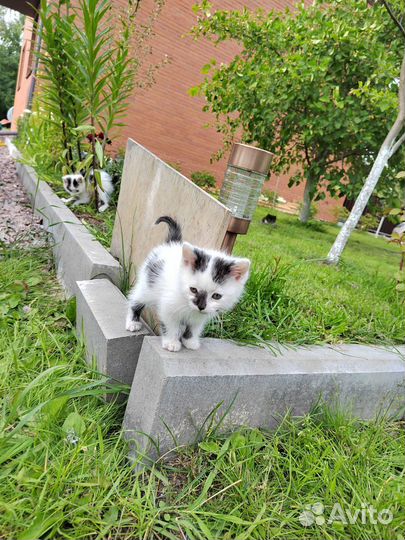 Котята в добрые руки бесплатно