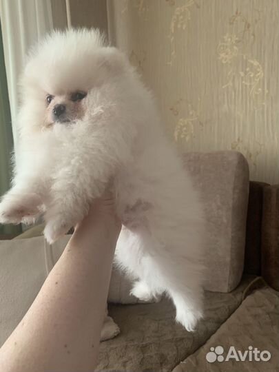 Шпиц померанец