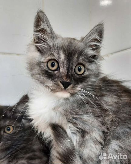 Котенок мальчик 3 мес