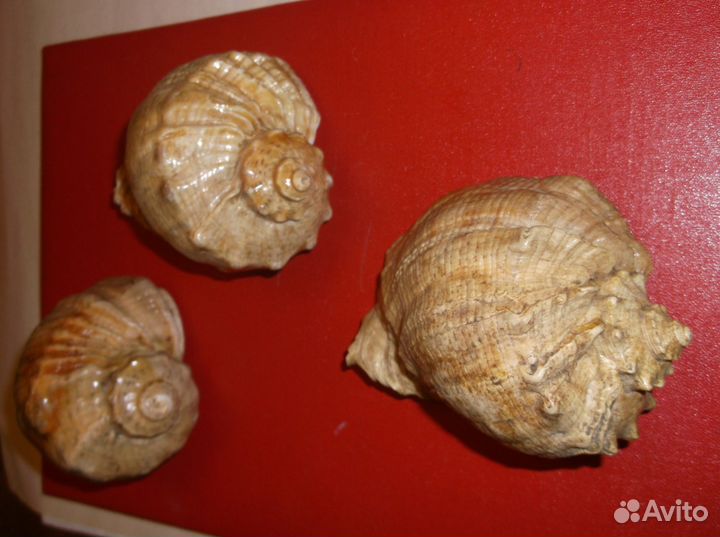 Ракушки 4 больших