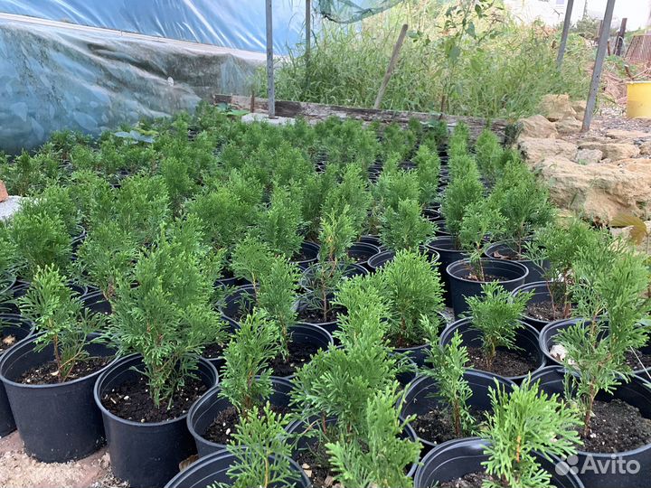 Туя смарагд/колумна