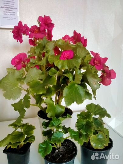 Пеларгония герань