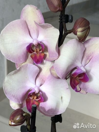 Орхидея фаленопсис
