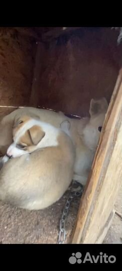 Щенки в добрые руки