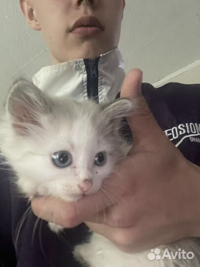 Котята