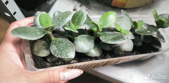 Денежное дерево