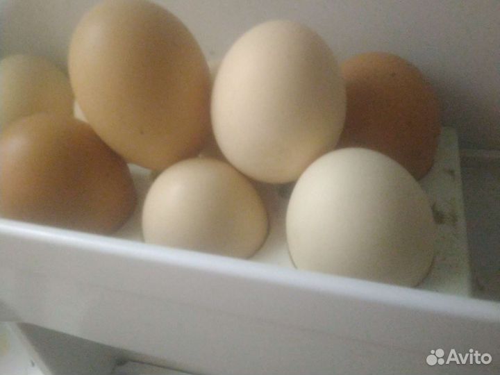 Домашние свежие куриные яйца