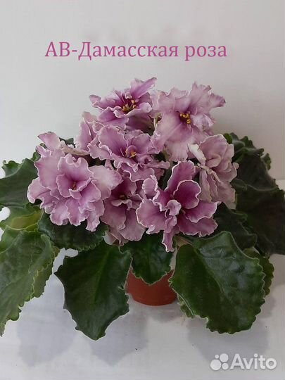 Сортовые фиалки (детки, стартеры, срез)