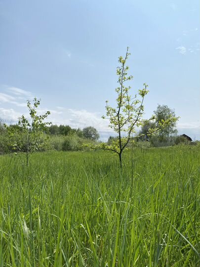 Участок 25 сот. (ИЖС)