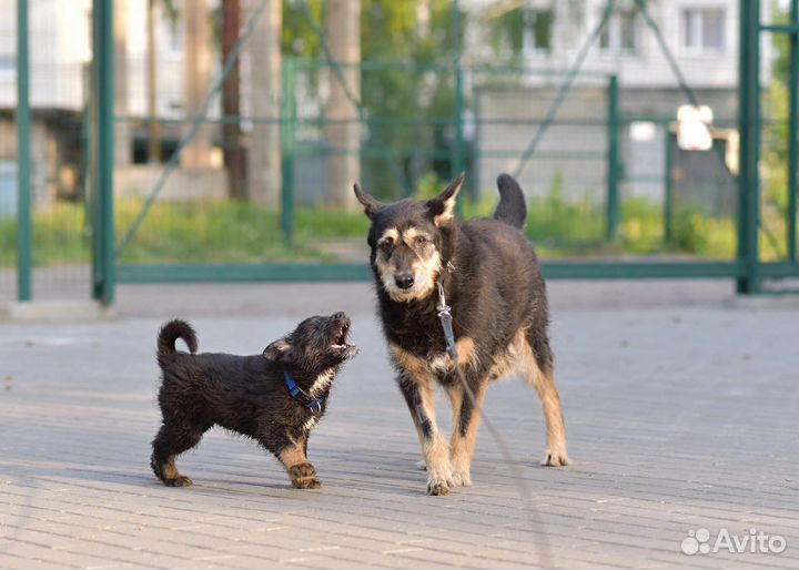 Чудесный малыш щенок в добрые руки