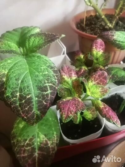 Колеус Аватар