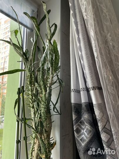 Кактус большой