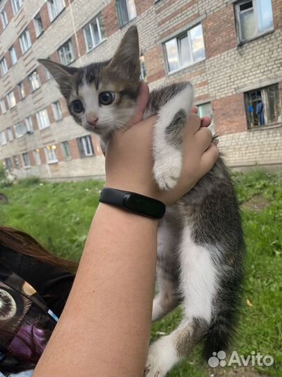 Котёнок