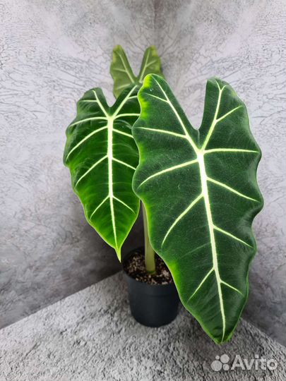 Алоказия Frydek