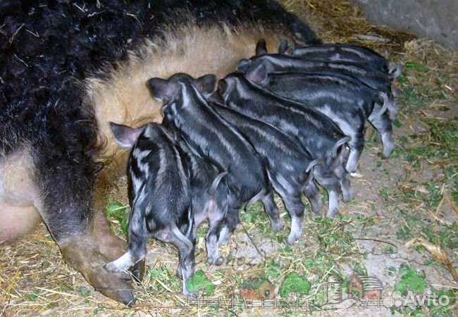 Поросята венгерской мангалицы