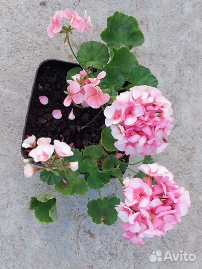 Пеларгония герань