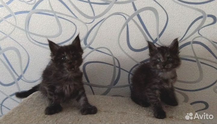 Котята мейн-кун