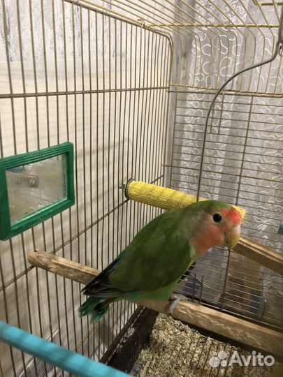 Птенец попугаев-неразлучников