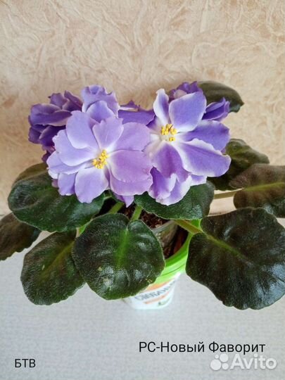 Фиалки сортовые