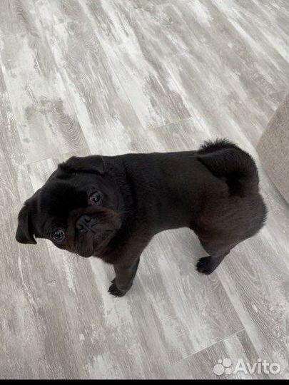 Мопс вязка мальчик