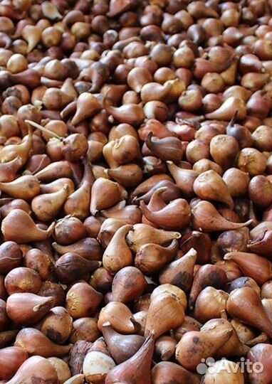 Луковицы тюльпанов