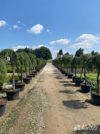 Бонсай сосна