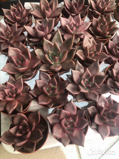 Эхеверия Таурус