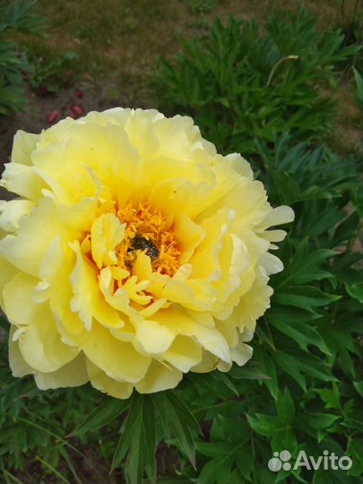 Пион,розы,ирисы