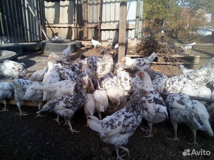 Инкубационное яйцо и цыплята