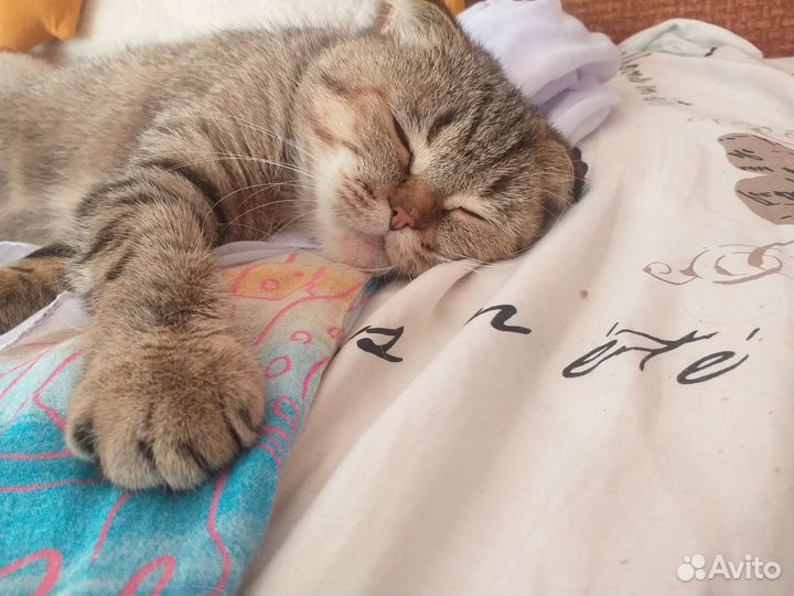 Отдам в добрые руки