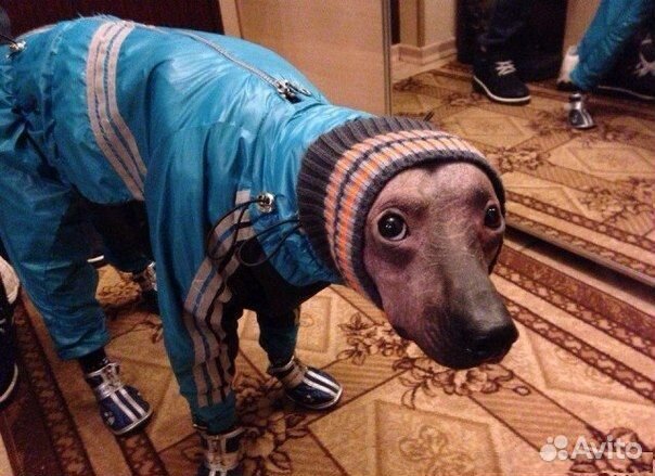 Дрессировка собак с кинологом