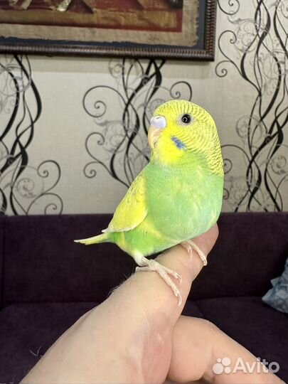 Волнистые попугаи домашнего разведения