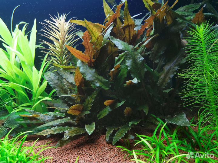 Растения для аквариума