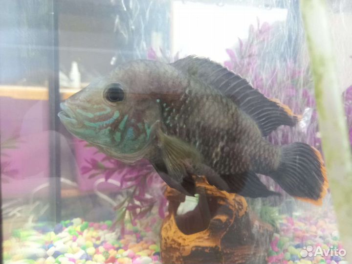 Акара бирюзовая