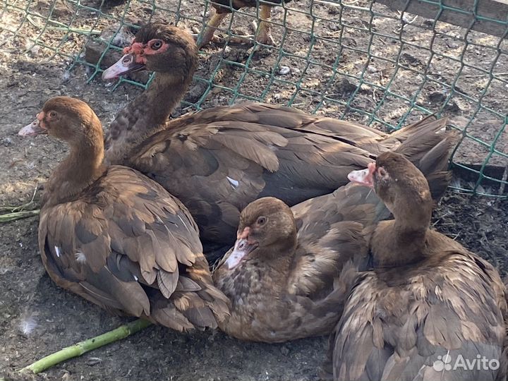 Мускусные утки на племя