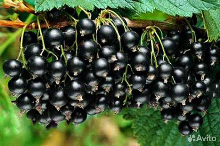 Смородина чёрная и красная. Саженцы с зкс