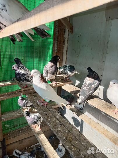 Продажа голубей