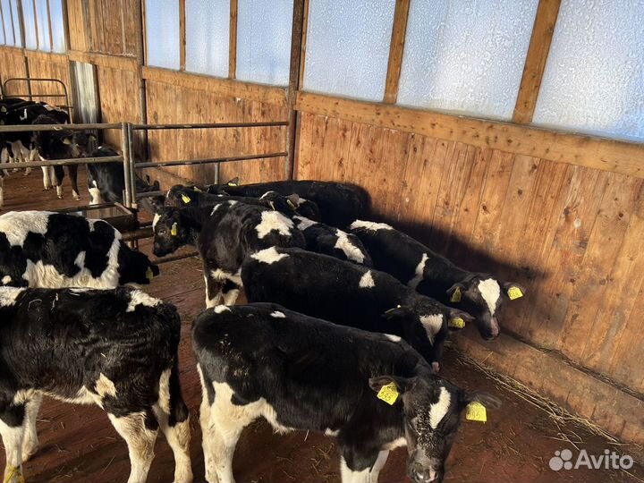 Телята Холмогоры