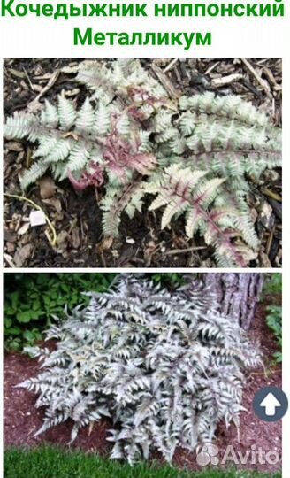 Кочедыжник ниппонский Металликум