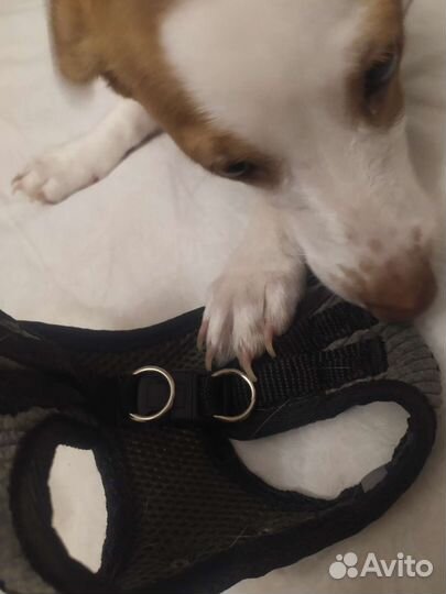 Шлейка для маленькой собаки