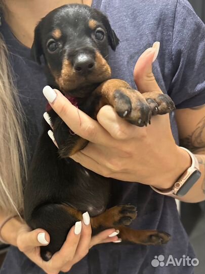 Добермана щенки