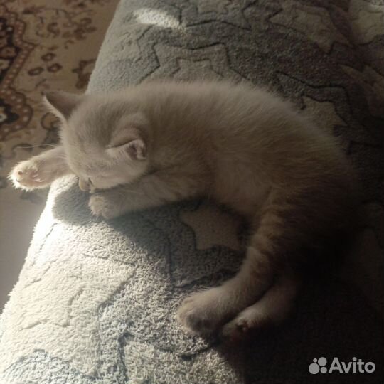 Котята бобтейл