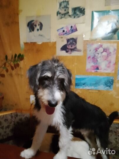 Степа ищет дом