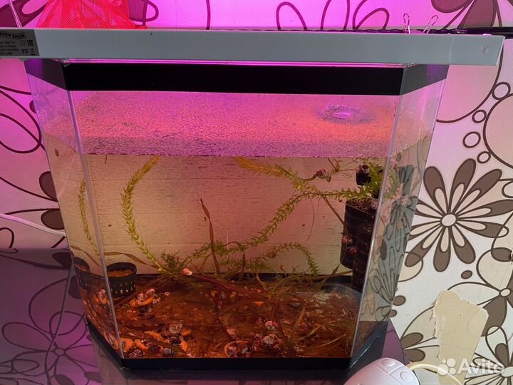 Аквариум с улитками (кормовая база )